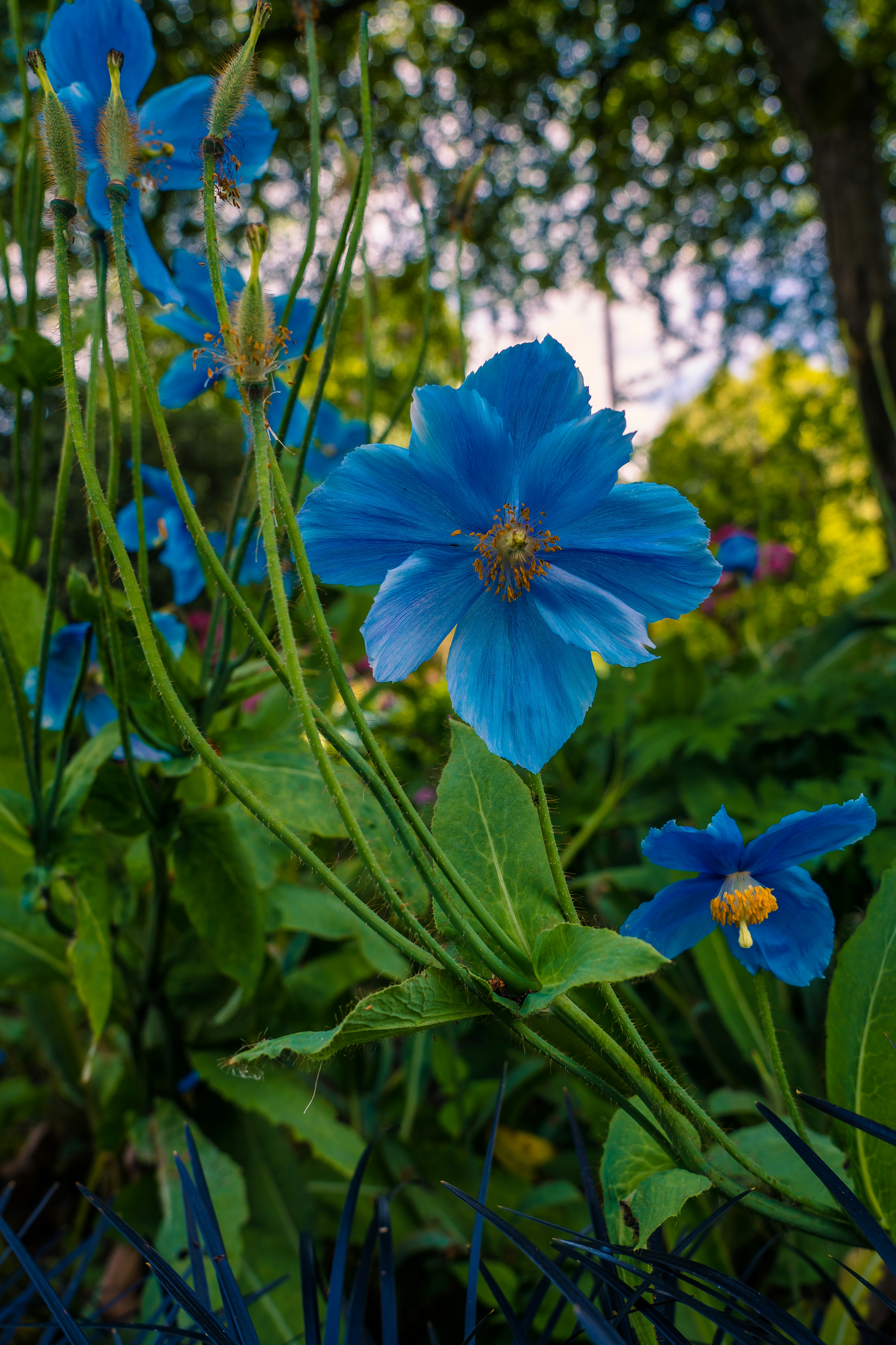 blue flower with green leaves